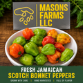 Fresh Jamaican Scotch Bonnet Peppers